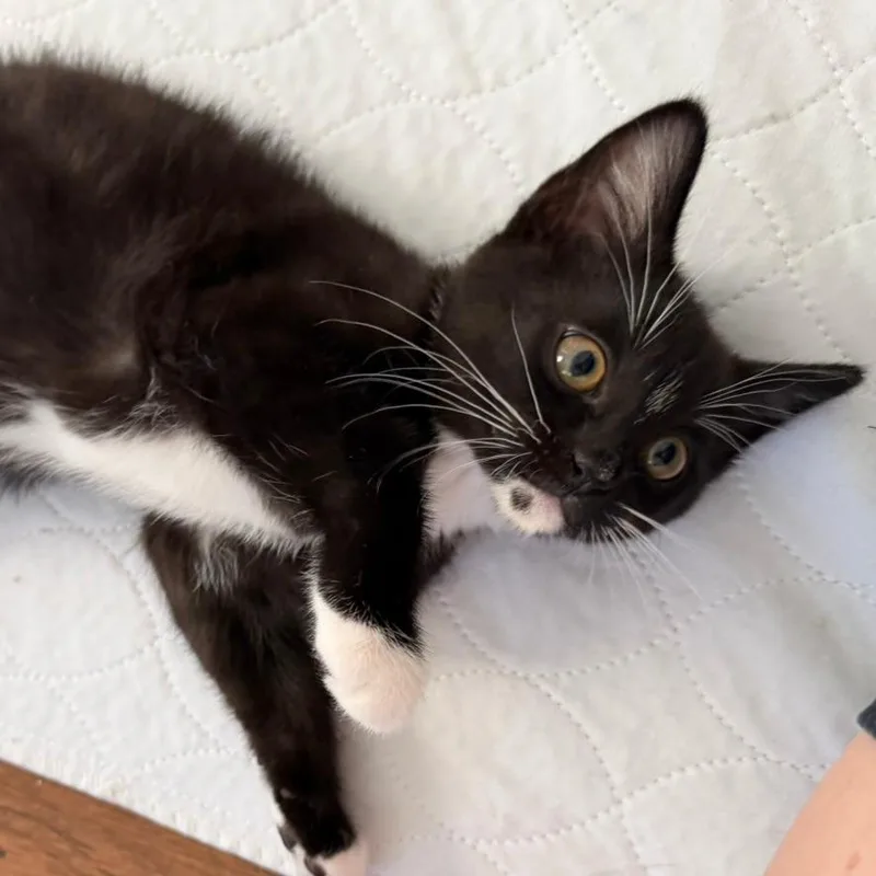 Agent Whiskers thumbnail 2