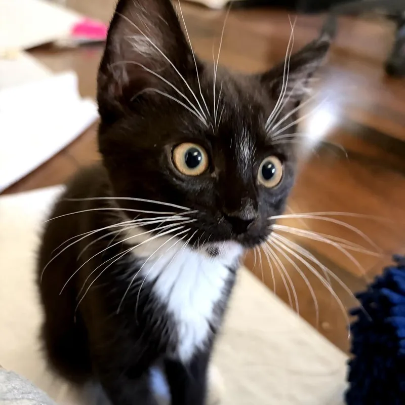 Agent Whiskers thumbnail 3
