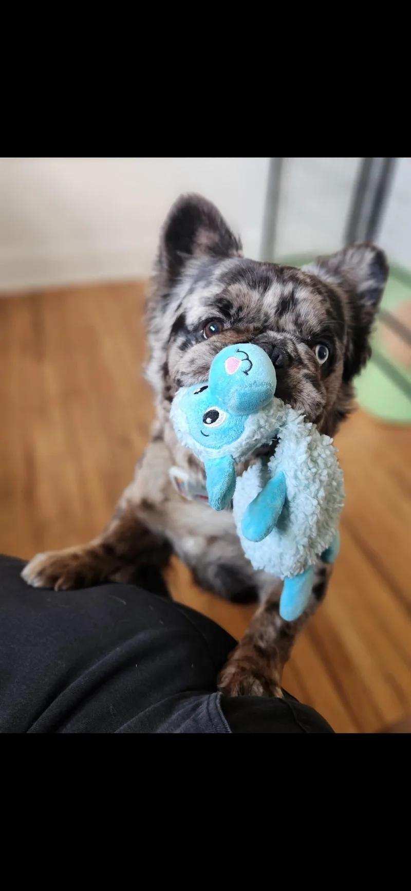 A young small-sized male Merle (Blue) French Bulldog dog named Jim for adoption in Hayward, CA