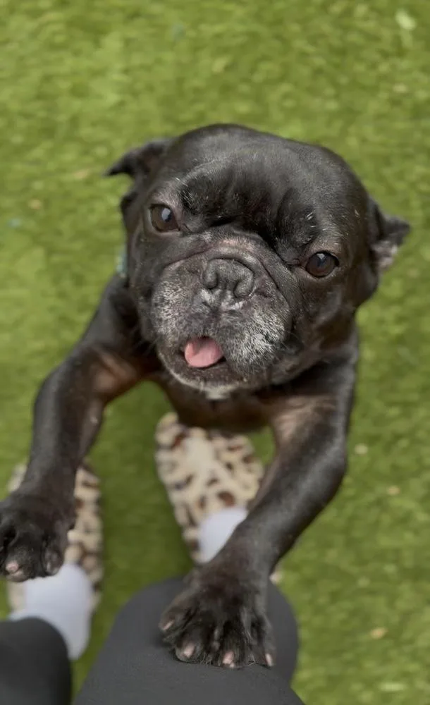An adult small-sized female French Bulldog dog named Inky for adoption in ventura, CA