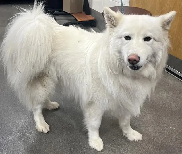 An adult medium-sized female American Eskimo Dog dog named Luna for adoption in Upper Marlboro, MD