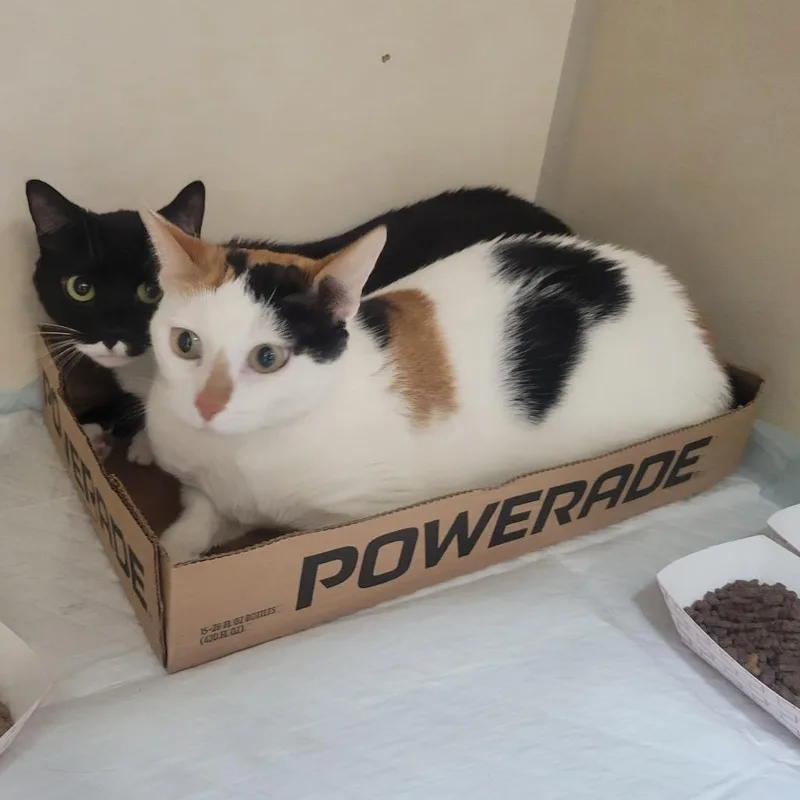 An adult small-sized female Calico Domestic Short Hair cat named Dumpling for adoption in Westminster, CA