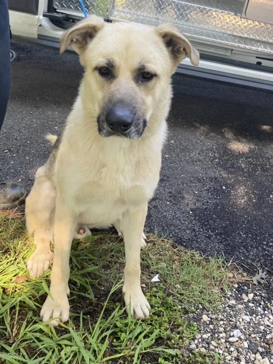 An adult large-sized male Mixed Breed dog named Santiago for adoption in Dallas, TX