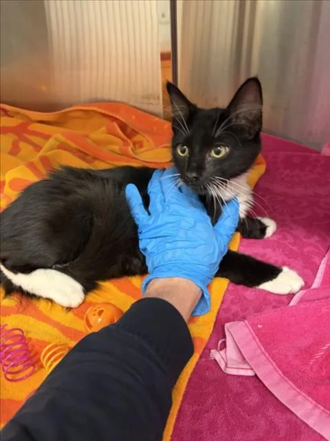 A baby small-sized male Domestic Short Hair cat named Pixel for adoption in Derwood, MD