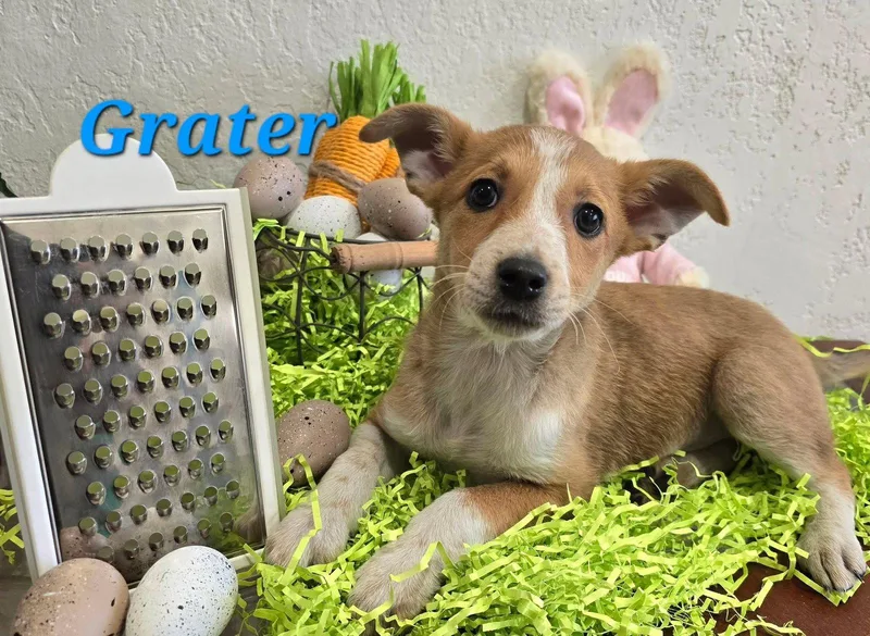 A baby small-sized male Terrier dog named Grater for adoption in Modesto, CA