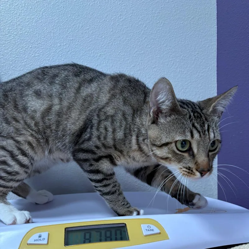 A young medium-sized male Brown / Chocolate Domestic Short Hair cat named Kumba for adoption in Englewood, FL
