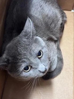 An adult medium-sized male Domestic Short Hair cat named Solomon for adoption in West Chester, PA