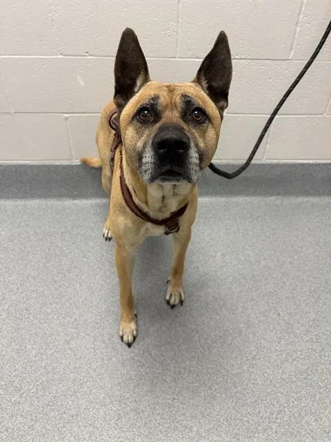 A young medium-sized male German Shepherd Dog dog named Benji for adoption in Indianapolis, IN