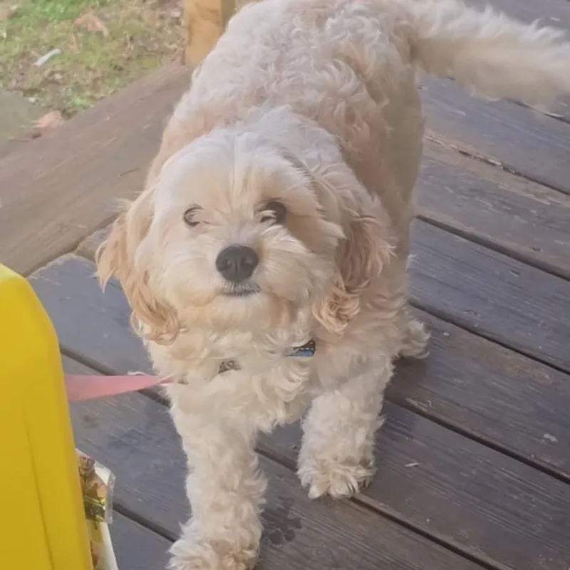 Benji