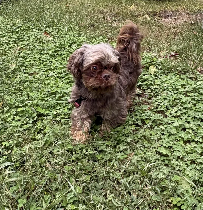 An adult small-sized male Brown / Chocolate Shih Tzu dog named Prince for adoption in Fredericksburg, VA