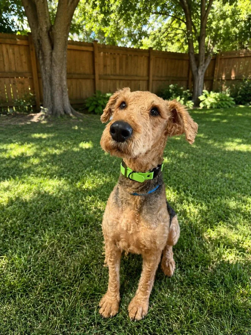 An adult medium-sized male Black Airedale Terrier dog named Sam for adoption in Charlotte, NC