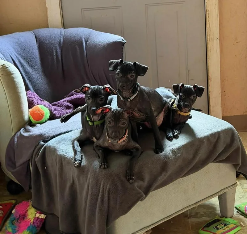 A baby small-sized male Chihuahua dog named Pecan for adoption in Wadsworth, OH