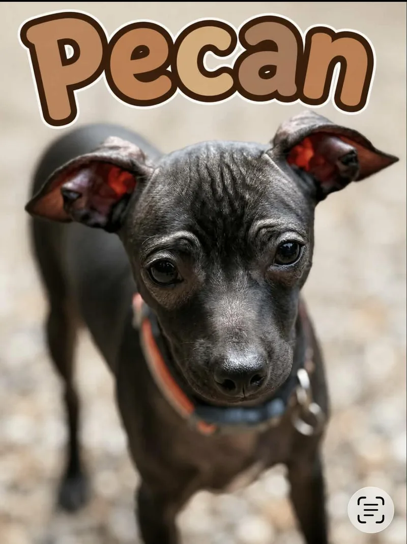 Pecan thumbnail 2
