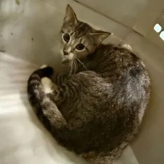A young large-sized male Brown / Chocolate Domestic Short Hair cat named Grandpa for adoption in Fernandina Beach, FL