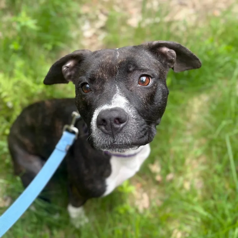 A young medium-sized female Brindle Mixed Breed dog named Spicket for adoption in Enfield, NH