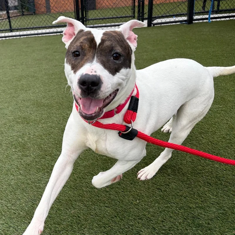A young medium-sized female White / Cream Pit Bull Terrier dog named Palma for adoption in Philadelphia, PA