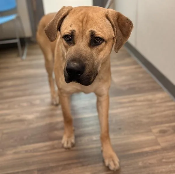A young large-sized male Black Mouth Cur dog named Mr. Blue for adoption in San Diego, CA