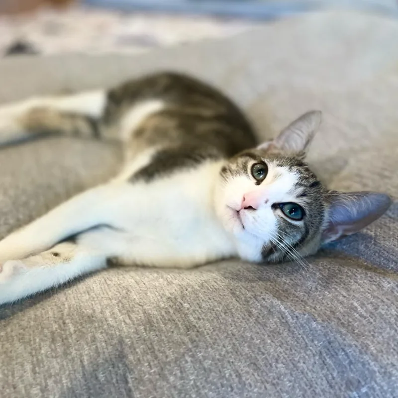A young medium-sized male Domestic Short Hair cat named Marble for adoption in Stokesdale, NC