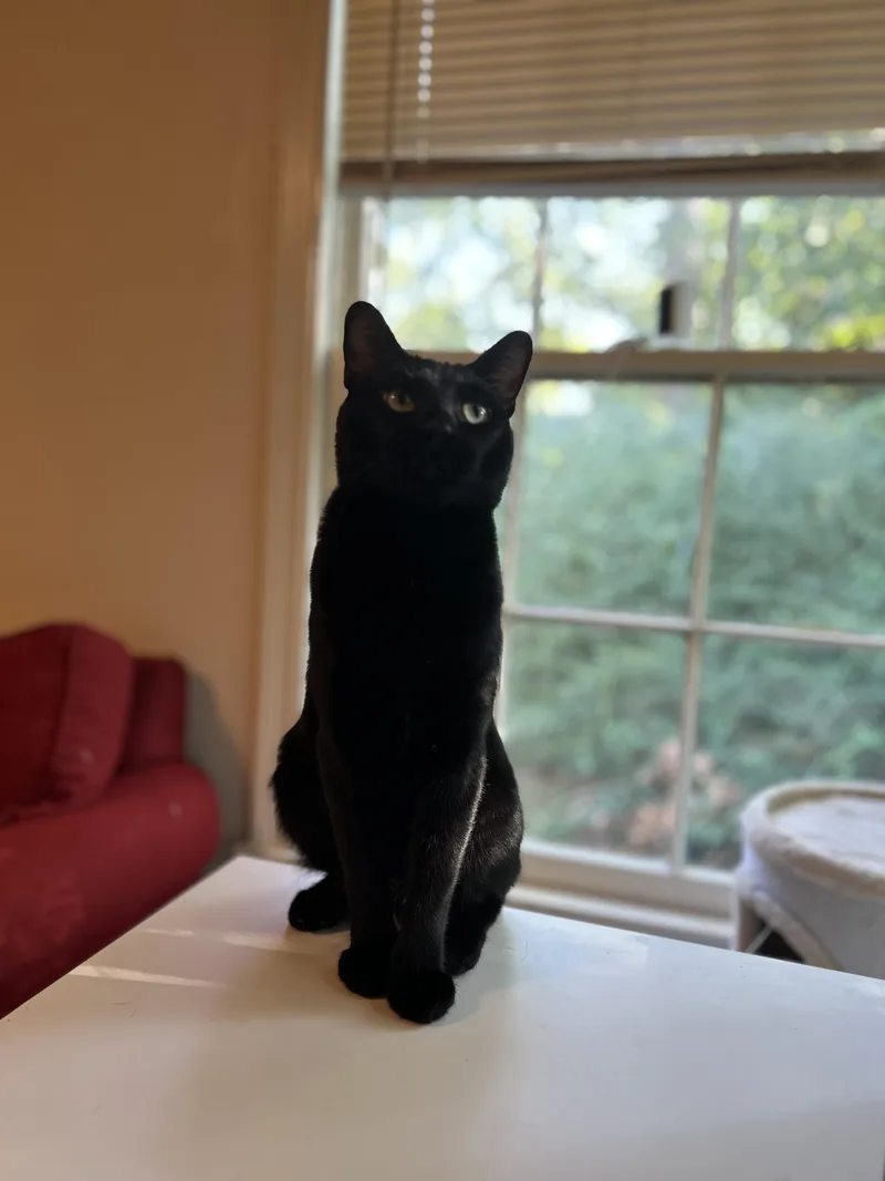 An adult medium-sized male Black Domestic Short Hair cat named Draco for adoption in Flint, TX