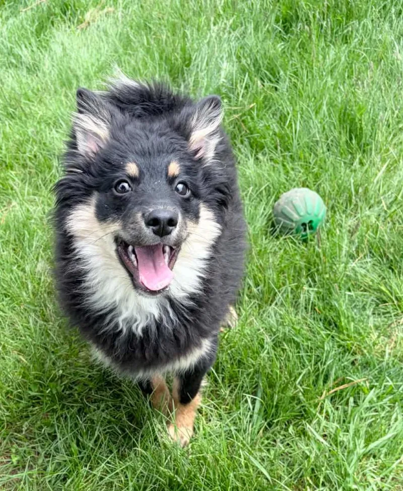A baby small-sized male Pomeranian dog named Flownder for adoption in Lagrange, IN