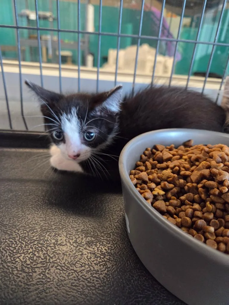 A baby small-sized male Domestic Short Hair cat named Tuxedo for adoption in Bossier City, LA