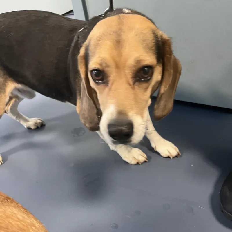 An adult small-sized male Black Beagle dog named Sniffer "buddy" for adoption in Greensboro, NC