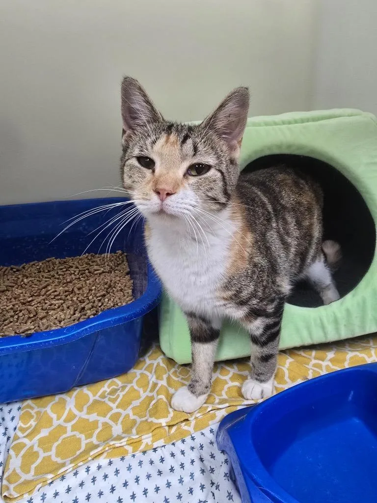 A young medium-sized female Domestic Short Hair cat named Turvy for adoption in Danielsville, GA