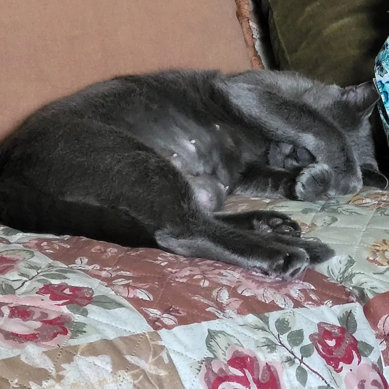 An adult medium-sized female Gray / Blue / Silver Domestic Short Hair cat named Maggie for adoption in West Jefferson, OH