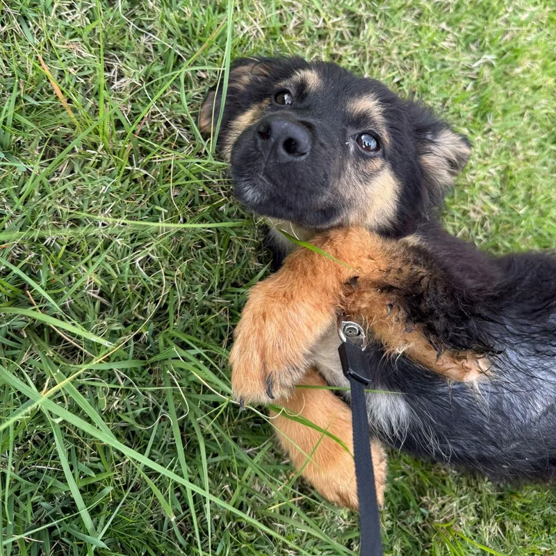 Apple Jack "your Perfect thumbnail 2