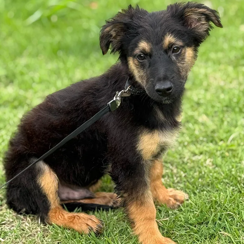 Apple Jack "your Perfect thumbnail 4