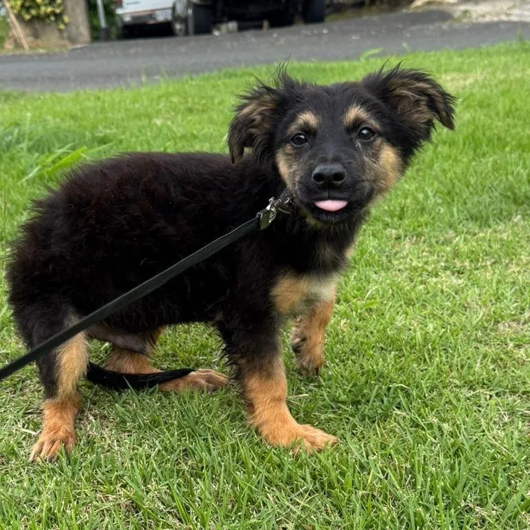 A baby medium-sized male Black Australian Shepherd dog named Apple Jack "your Perfect for adoption in New York, NY