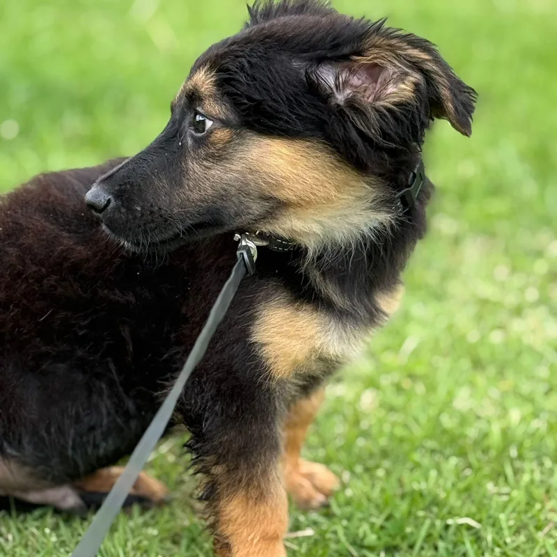 Apple Jack "your Perfect thumbnail 5