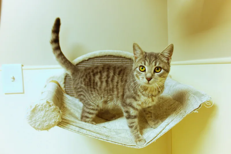 A baby medium-sized female Tabby (Gray / Blue / Silver) Domestic Short Hair cat named Zuri for adoption in Urbana, OH