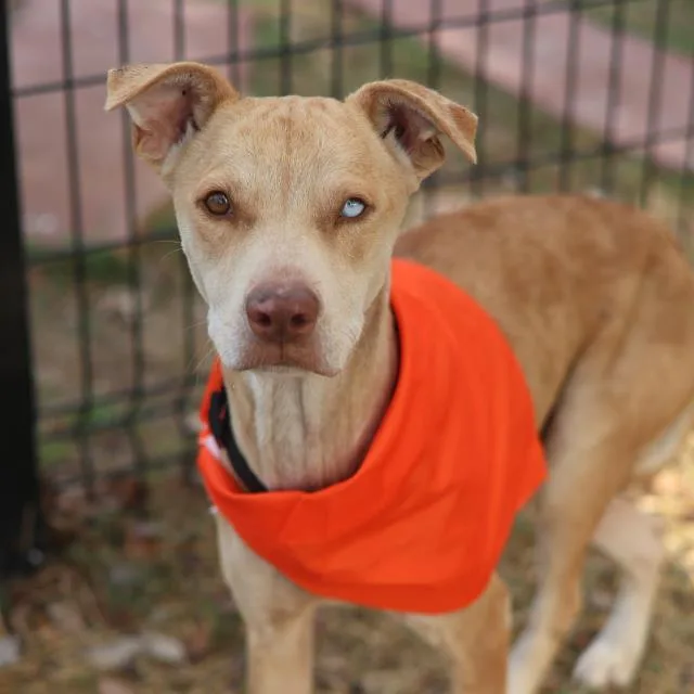 An adult medium-sized female German Shepherd Dog dog named Paloma for adoption in San Antonio, TX