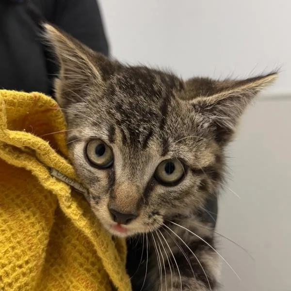A baby small-sized male Domestic Short Hair cat named Working Cat  Shane for adoption in San Diego, CA