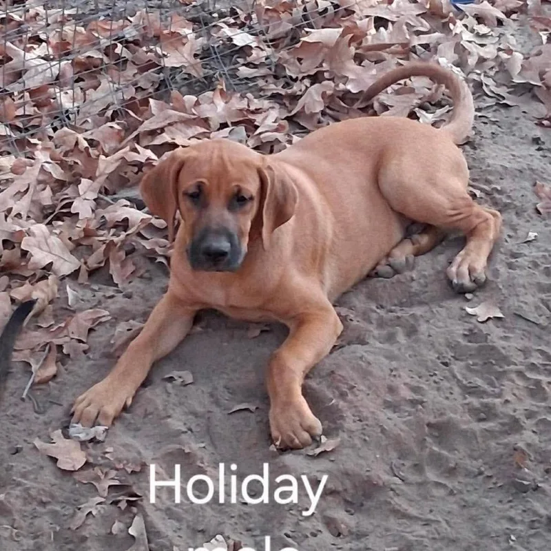A baby medium-sized male Red / Chestnut / Orange Hound dog named Holiday for adoption in Ferndale, MI