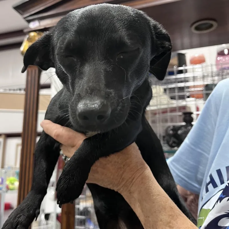 A young small-sized female Black Dachshund dog named Ellie Mae for adoption in Lenoir, NC