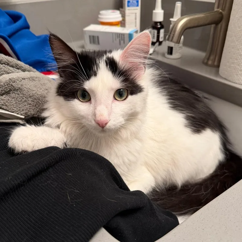 A young medium-sized female Black & White / Tuxedo Domestic Medium Hair cat named Pepe for adoption in Chicago, IL