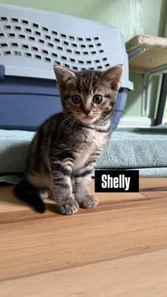 A baby small-sized female Domestic Short Hair cat named Shelly for adoption in Kettering, OH