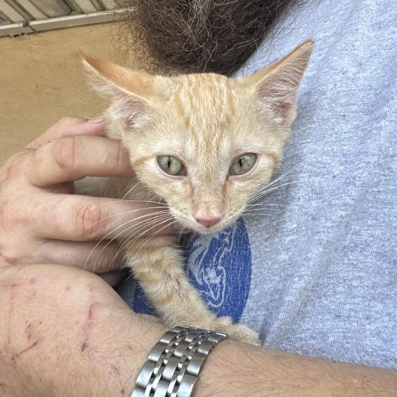 A baby small-sized female Orange / Red Domestic Short Hair cat named Olive for adoption in West Plains, MO