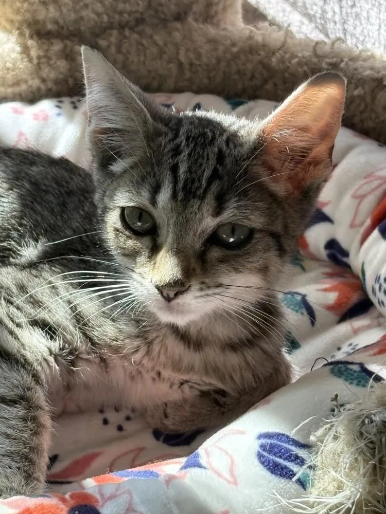 A baby small-sized female Domestic Short Hair cat named Wonton for adoption in Aurora, CO