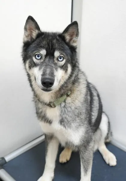 A young medium-sized male Siberian Husky dog named Chief for adoption in Bowling Green, KY