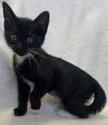 A young medium-sized male Domestic Short Hair cat named Comet for adoption in Buffalo, MN