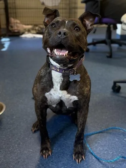 An adult medium-sized female Pit Bull Terrier dog named Girly Pop for adoption in King William, VA