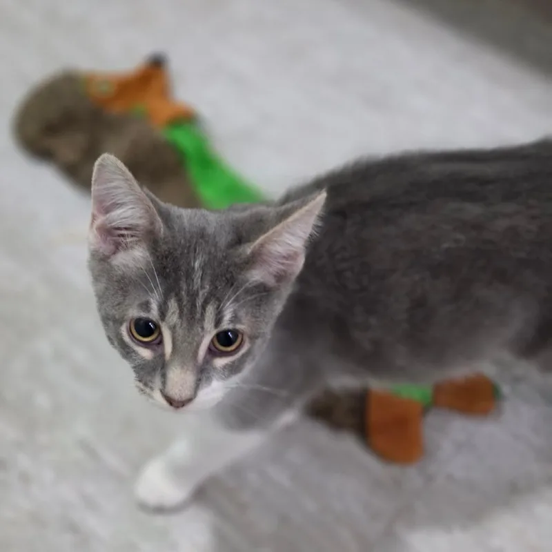 A baby small-sized male Domestic Short Hair cat named Monk for adoption in Muncie, IN