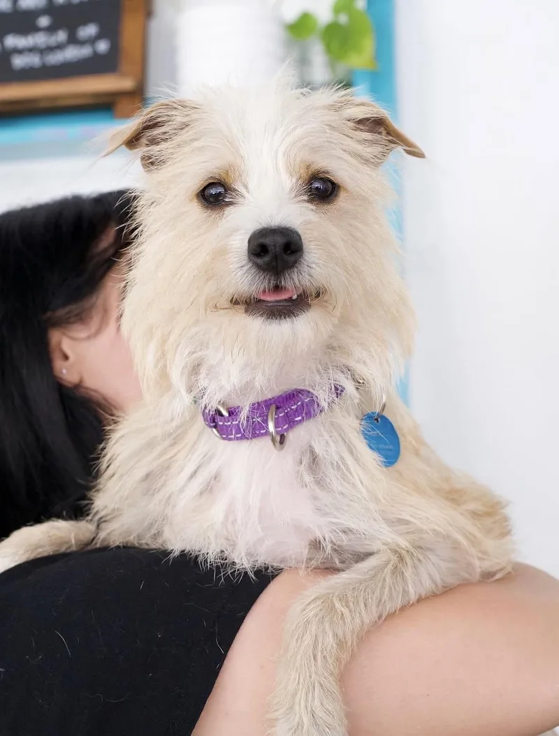 An adult small-sized female Terrier dog named Samantha for adoption in Pasadena, CA