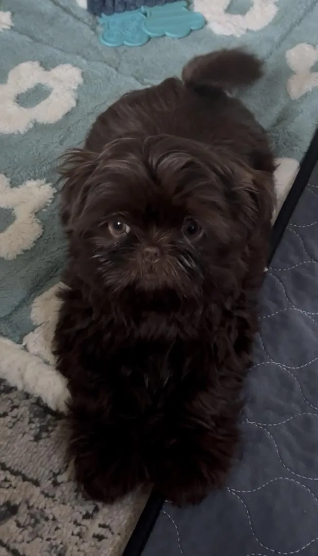 Waffles thumbnail 3