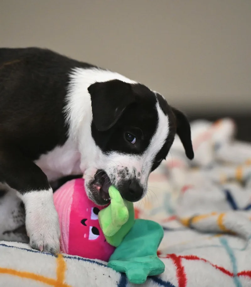 Brody From The B thumbnail 2