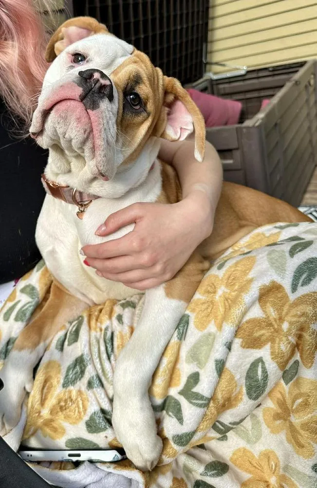 A young medium-sized female American Bulldog dog named Harley Jo for adoption in Lincoln, NE