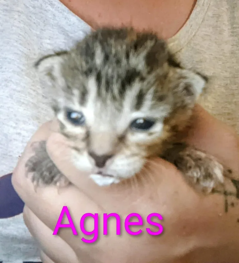 A baby small-sized female Domestic Short Hair cat named Agnes for adoption in Ada, OK